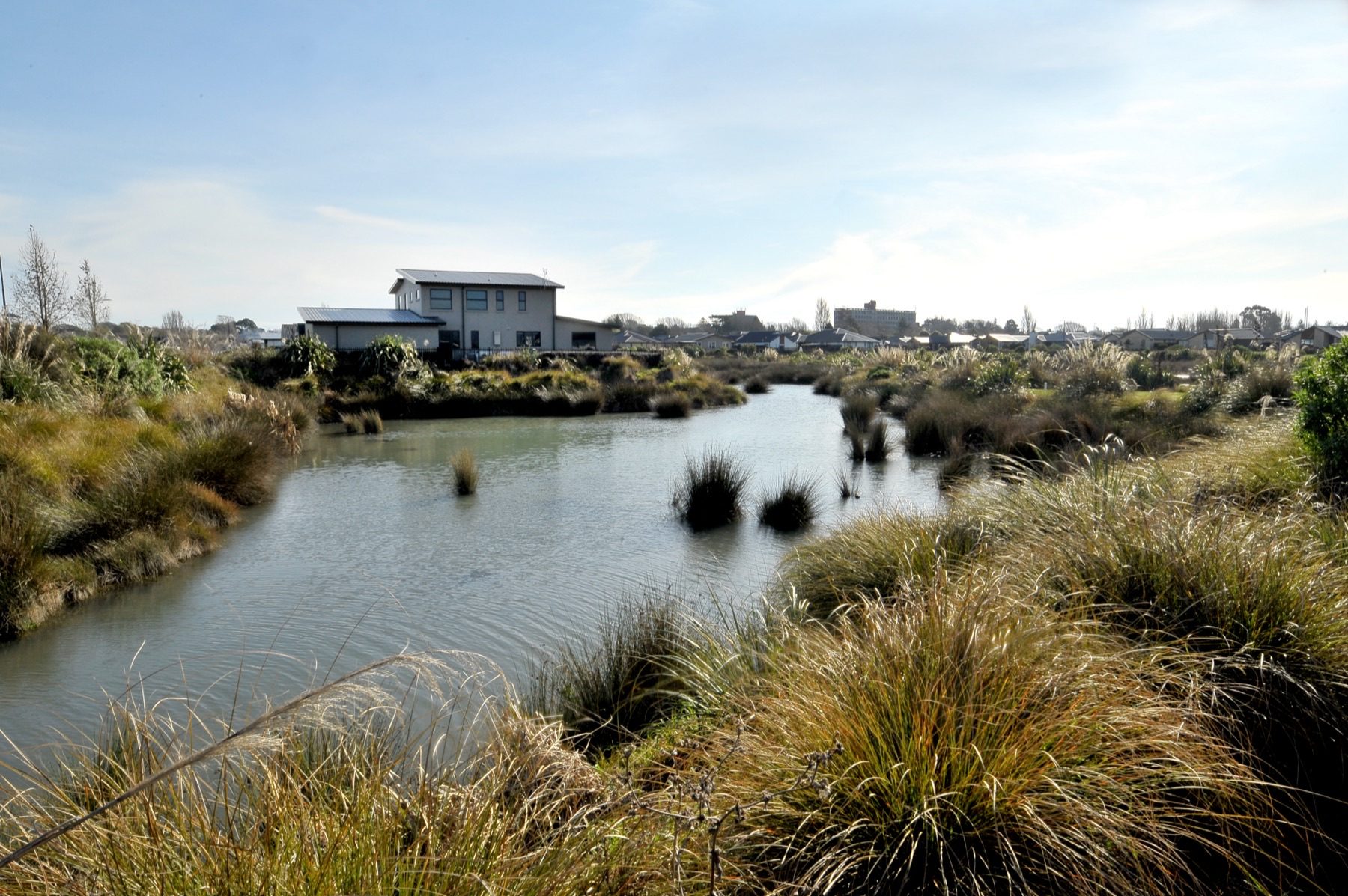 The restored waterway at Te Whāriki, Lincoln, planted in tussock, flax and sedge along both banks.